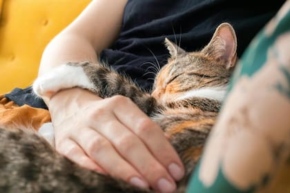 Los felinos influyen de manera positiva en la salud física y emocional de sus dueños