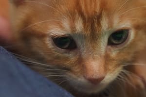Los felinos manifiestan cambios físicos y conductuales durante el cierre de su ciclo vital