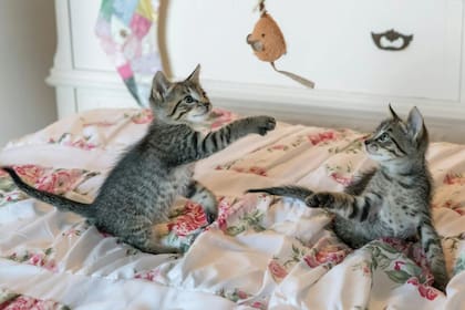 Los felinos necesitan de estos juegos interactivos para estimular su mente