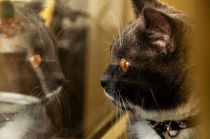 Los felinos odian el aislamiento, sienten que fueron abandonados