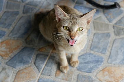 Los felinos odian los olores fuertes y sufren más que ninguna otra mascota los cambios en su entorno (imagen ilustrativa)