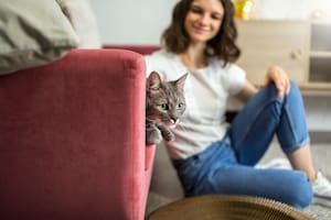 Los felinos pueden actuar como protectores de la casa y sus dueños