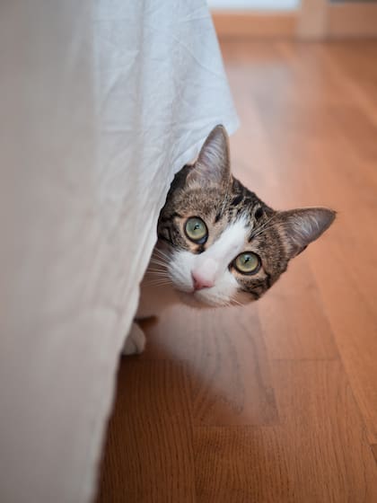 Los felinos pueden interpretar las salidas de sus dueños a partir de sus propios comportamientos (Foto: Freepik)
