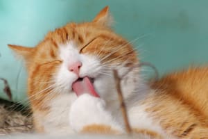Diabetes felina: qué hacer frente al diagnóstico y cómo mejorar la calidad de vida de tu gato