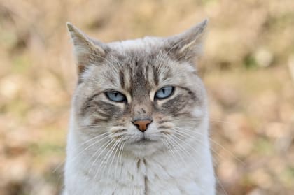 Los felinos pueden ser muy cariñosos y ariscos a la vez