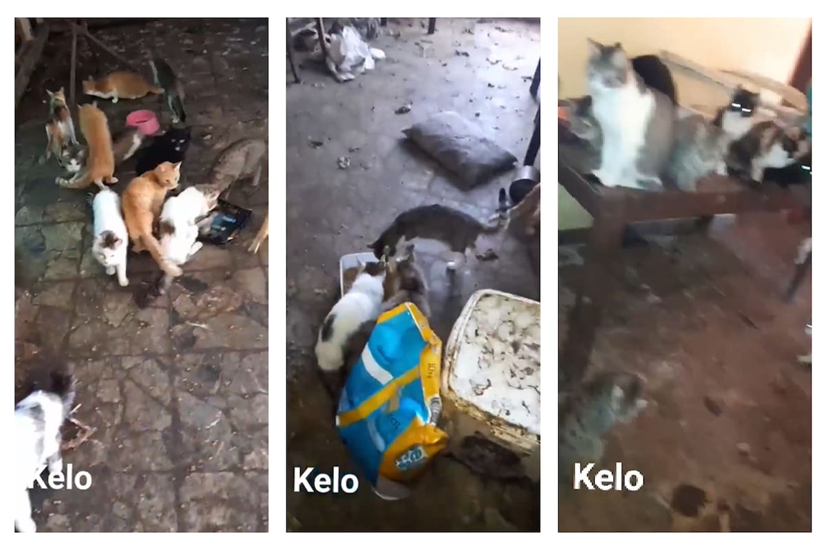 Los felinos se encontraban amontonados y desnutridos