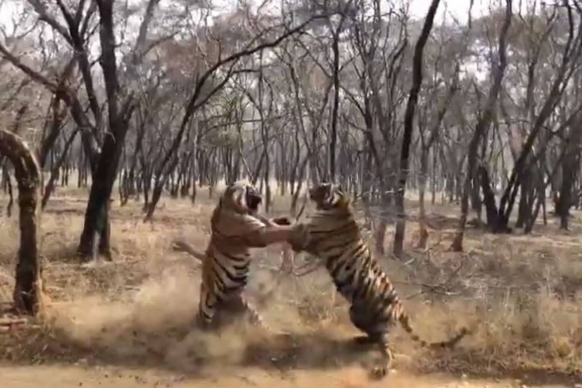 Los felinos se trenzaron en una feroz batalla ante la vista de un grupo de turistas que paseaban por un santuario indio, y le video fue subido a las redes por un empleado de la oficina forestal india