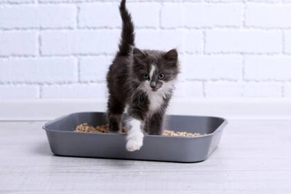 Los felinos son instintivamente atraídos para realizar sus necesidades en áreas similares a la tierra (imagen ilustrativa)