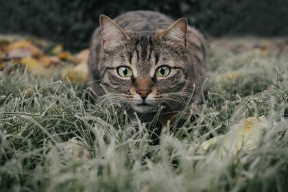 Los felinos son muy buenos ocultando sus dolencias