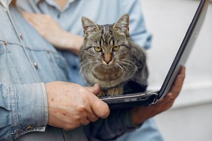 Los felinos suelen acercarse a sus dueños cuando buscan interacción (Foto: Freepik)