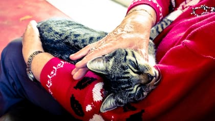 Los felinos tienen comportamientos sociales y de aprendizaje muy similares a las personas