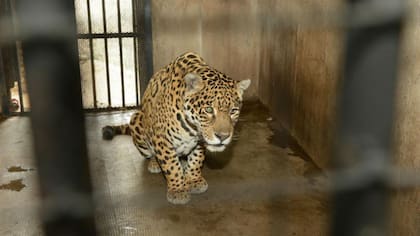 Los felinos viven en habitáculos reducidos que los condicionan en sus posibilidades