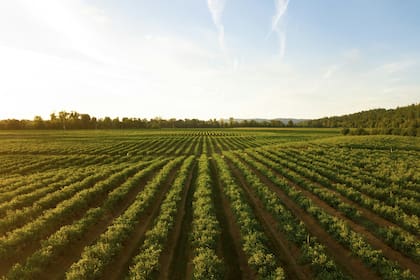 Los fenómenos del mal clima genera pérdidas económicas a trabajadores del campo en California