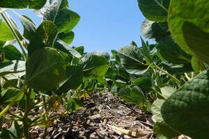 Los fertilizantes especiales contribuyen a una mejora de los rindes