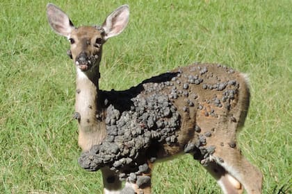 Los fibromas no suelen afectar la salud d elos ciervos, según especialistas