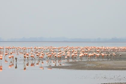 Los flamencos aprovechan que hay más playa por la bajada del agua