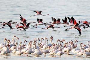 Los flamencos emprenden el vuelo después de alimentarse en una playa al norte de la ciudad de Kuwait