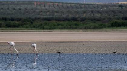 Los flamencos en España han visto sus zonas de anidación afectadas por la sequía, luego de una ola de calor esta primavera