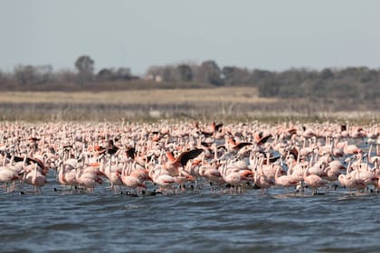 Los flamencos llegan a ser cientos de miles entre junio y octubre.
