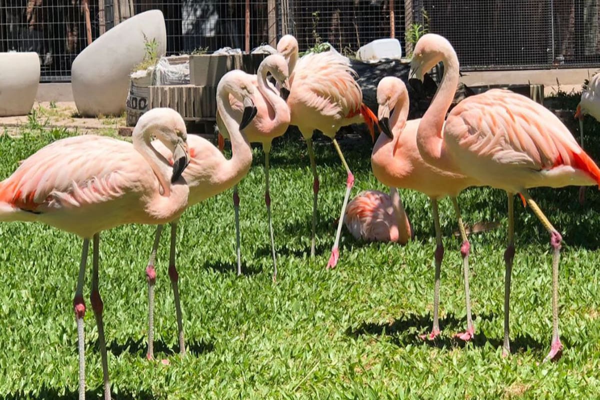 Los flamencos rescatados por la Policía Federal Argentina