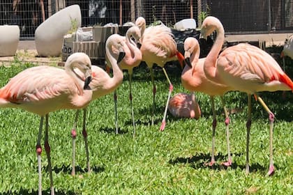 Los flamencos rescatados por la Policía Federal Argentina
