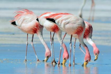 Los flamencos son aves filtradoras y le deben su color rosado a la artemia salina, un crustáceo que solo habita en aguas muy saladas
