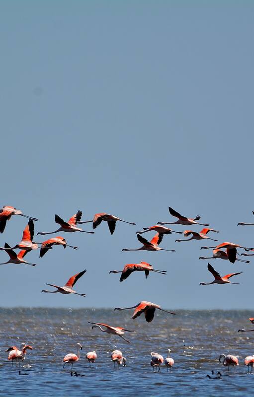Los flamencos son las grandes protagonistas de este parque nacional