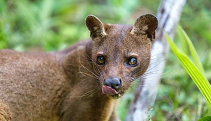 Los fosa son los depredadores más grandes originarios de Madagascar