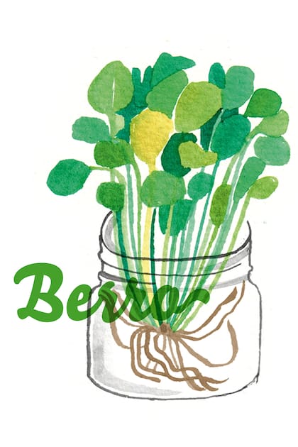 Los frascos transparentes permiten ver de cerca, día por día, el crecimiento radicular de las plantas, una parte fundamental para el buen desarrollo de los cultivos.