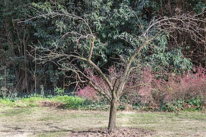 Los frutales se podan en invierno. Se debe tener en cuenta la forma y el tipo de rama a podar para obtener una buena fructificación