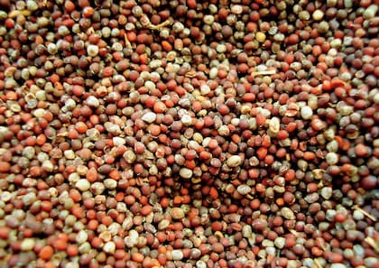 Los frutos aromáticos de la mostaza