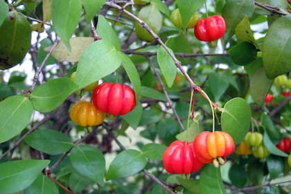 Los frutos de la Eugenia uniflora o ñangapirí son pequeñas cápsulas que contienen semillas de color negro. Su pulpa es suave, dulce y puede tener una textura jugosa, similar a otras frutas tropicales.