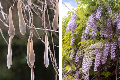 Los frutos, también decorativos, y las flores de Wisteria sinensis