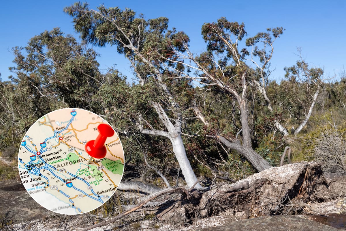 Los fuertes vientos de hasta 120 km/h causaron caídas de árboles y cortes de energía en diversas regiones de California (imagen ilustrativa)