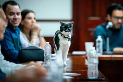 Los funcionarios indican que la gata cambió positivamente el entorno laboral