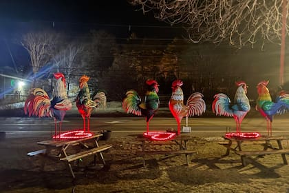 Los gallos son el animal favorito de la pequeña con autismo y por eso su familia los coleccionaba