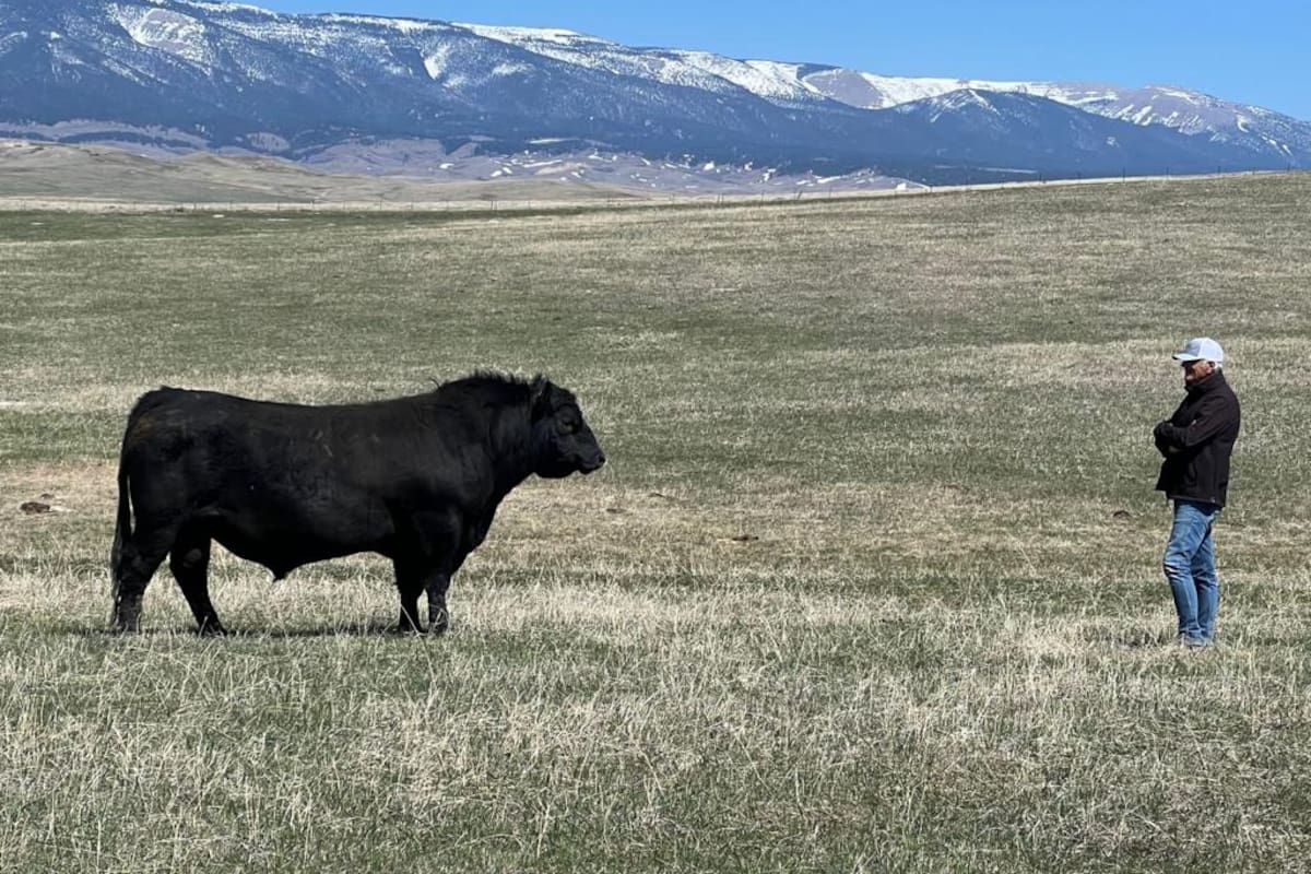 Los ganaderos de Montana mejoraron en alimentación, sanidad, manejo y, fundamentalmente, la genética