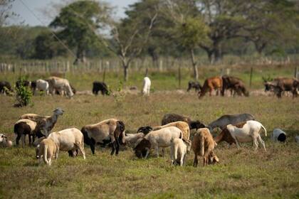 Los ganaderos del Rupununi estaban descontentos con el gobierno guyanés porque rechazó sus peticiones a extenderles el arrendamiento de sus tierras