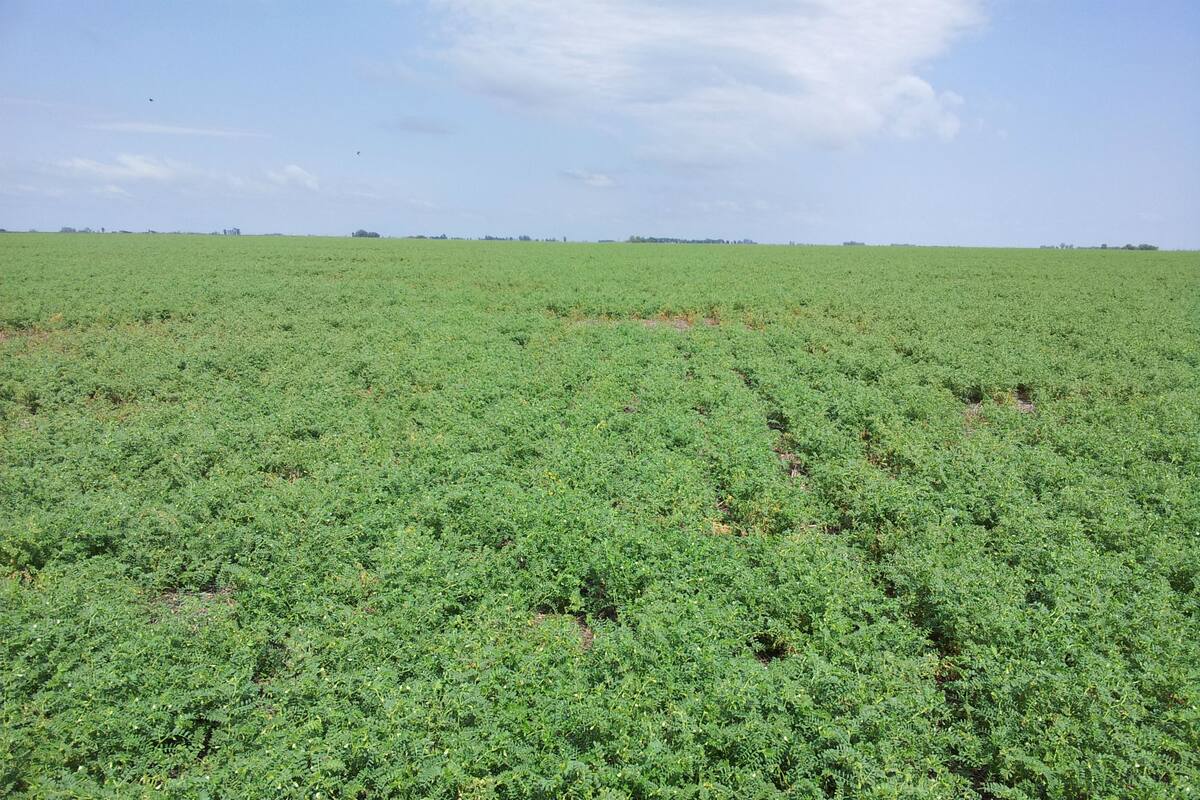 Los garbanzos es la legumbre que más creció en la producción y la exportación en la Argentina en los últimos diez años