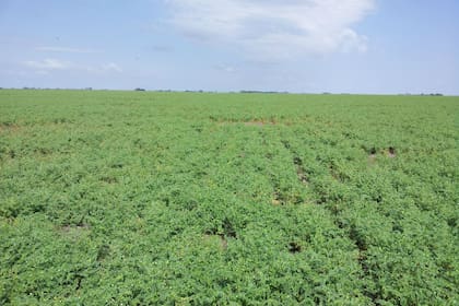 El garbanzo es la legumbre que más creció en la producción y la exportación en la Argentina en los últimos diez años