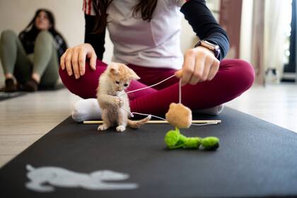 Los gatitos aparecen cuando quieren, exploran el espacio y transforman la práctica en una experiencia espontánea
