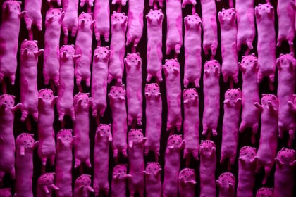 Los gatitos forman parte de la pared de la sala de peluches, un mundo más sensorial que invita a acariciar
