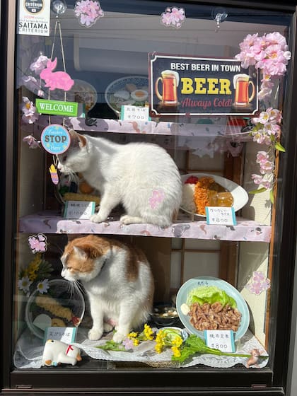 Los gatitos se convirtieron en el foco de la clientela