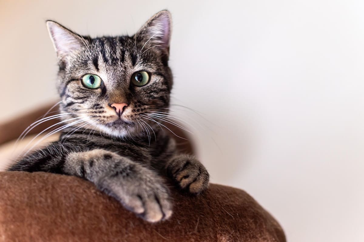 Los gatos, al igual que los perros, tienen actualmente un lugar especial en la dinámica familiar