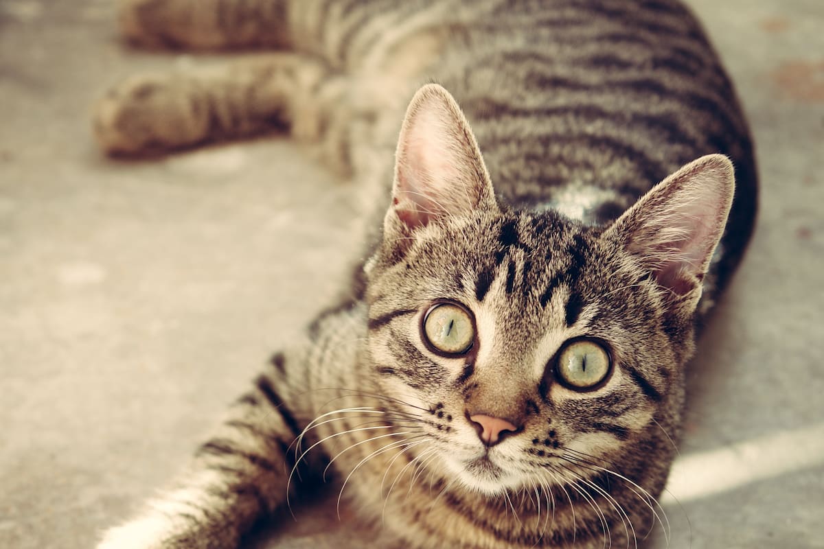 Los gatos atigrados son reconocidos por la M que llevan dibujada en su frente