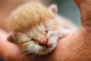 Los gatos bebés dependen atención especializada en gran medida durante sus primeras semanas de vida