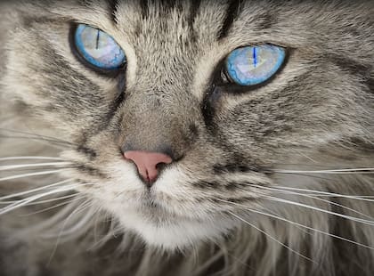 Los gatos Birmanos son los más sociables del mundo felino (Foto: Pixabay)