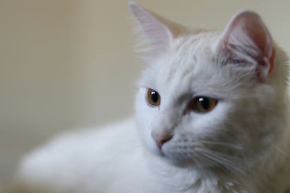 Los gatos blancos son considerados de buena suerte en algunas culturas