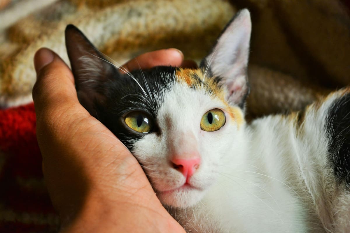 Los gatos calicó tienen un pelaje tricolor en tonos naranja, negro y blanco