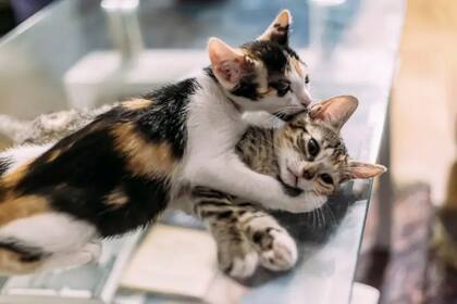 Los gatos calicó y carey con colores mixtos tienen más probabilidades de ser hembras